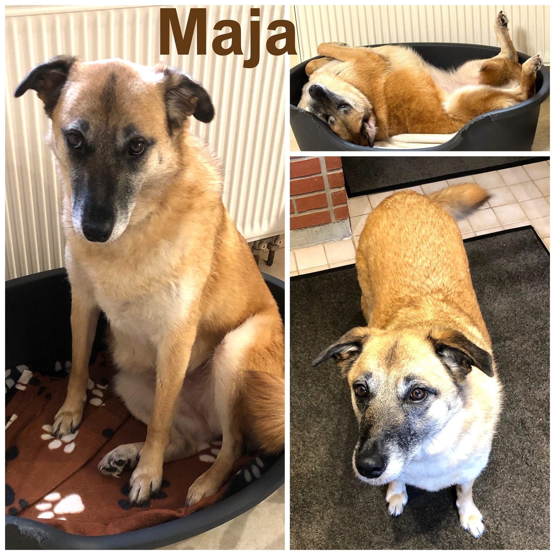 Maja geht es gut. Ihr gefällt ihr neues Zuhause. Ihr Futter nimmt sie inzwischen auch gut an. Wir haben mit ihr viel Freude sie macht alles gut mit. Zwei Hundefreunde gibt es auch schon gleich in der Nachbarschaft. Wir sind am üben, auch mal kurz alleine zu bleiben Etwas klappt es schon aber das wird schon. Unseren großen Garten hat sie auch schon erobert. Viele Grüße von Maja und Familie Z.