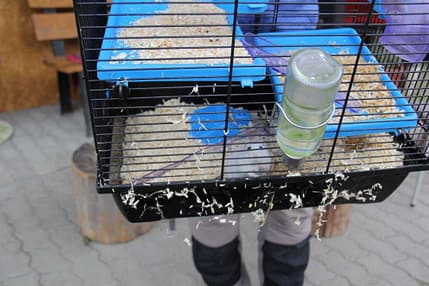 Kleintierkäfig mit weißem Hamster Kleintierkäfig mit weißem Hamster